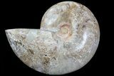 Choffaticeras (Daisy Flower) Ammonite Half - Madagascar #81279-1